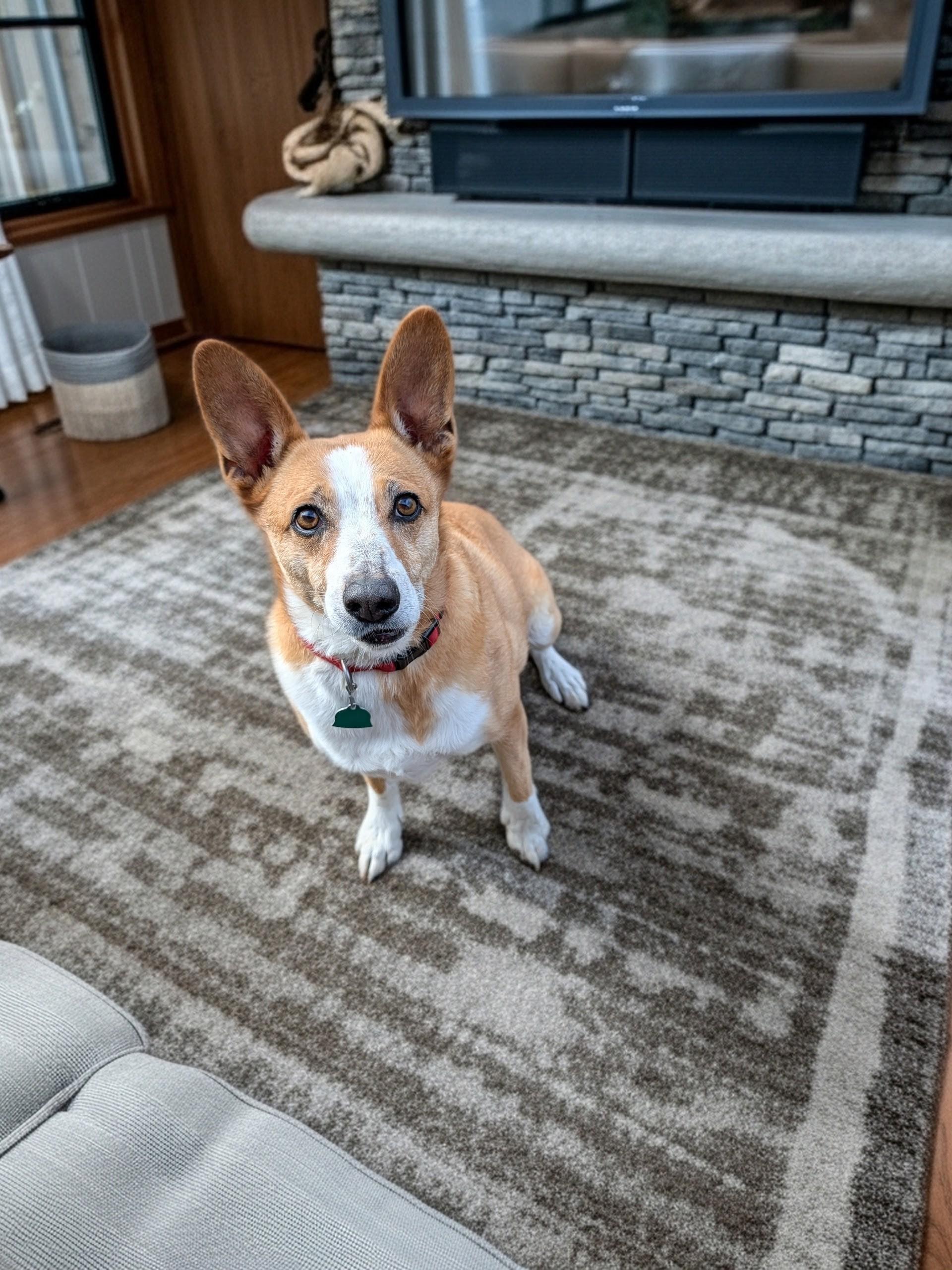 Enlarge Tikka, a ADOPTABLE mixed breed in COEUR D ALENE, ID image 6/6