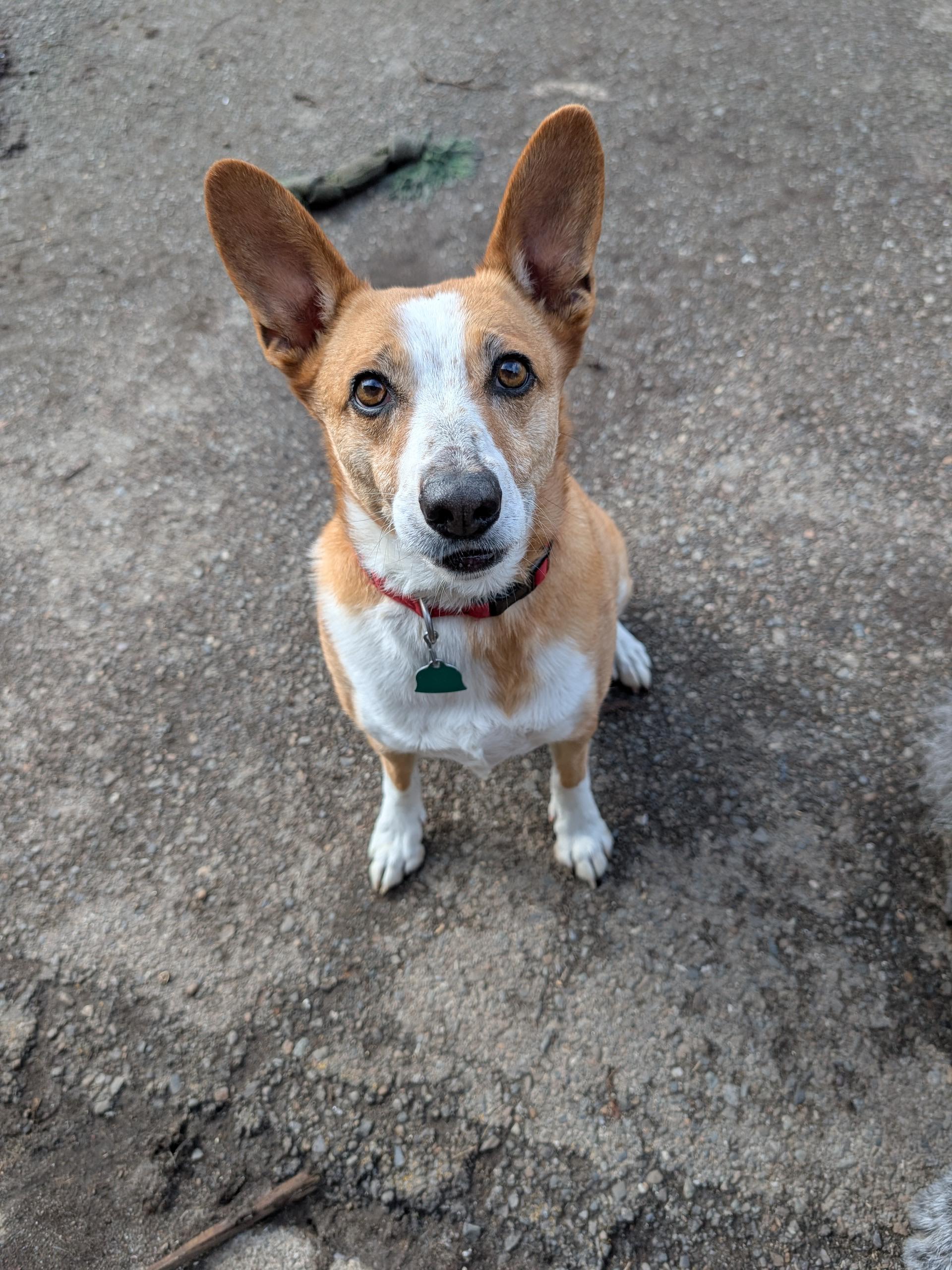 Enlarge Tikka, a ADOPTABLE mixed breed in COEUR D ALENE, ID image 2/6