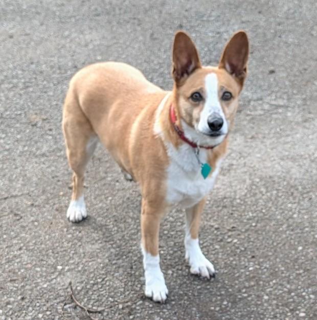 Enlarge Tikka, a ADOPTABLE mixed breed in COEUR D ALENE, ID image 3/6