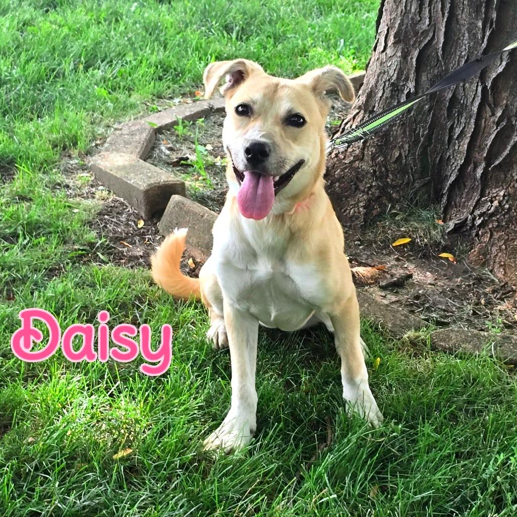 Daisy, Adoptable, Puppy Female Mixed Breed.