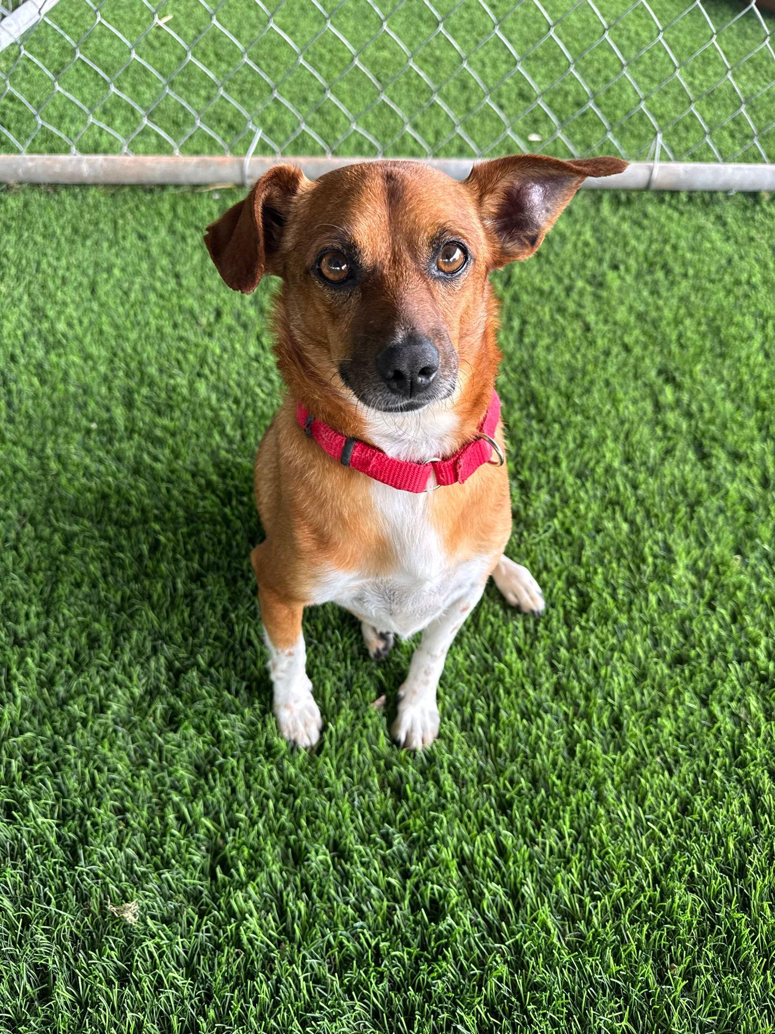 Enlarge Samy, a ADOPTABLE mixed breed in Brooklyn, NY image 1/6