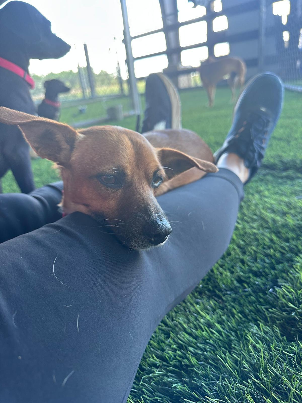 Enlarge Samy, a ADOPTABLE mixed breed in Brooklyn, NY image 5/6