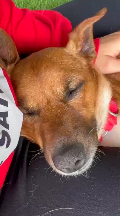 Enlarge Samy, a ADOPTABLE mixed breed in Brooklyn, NY video 6/6