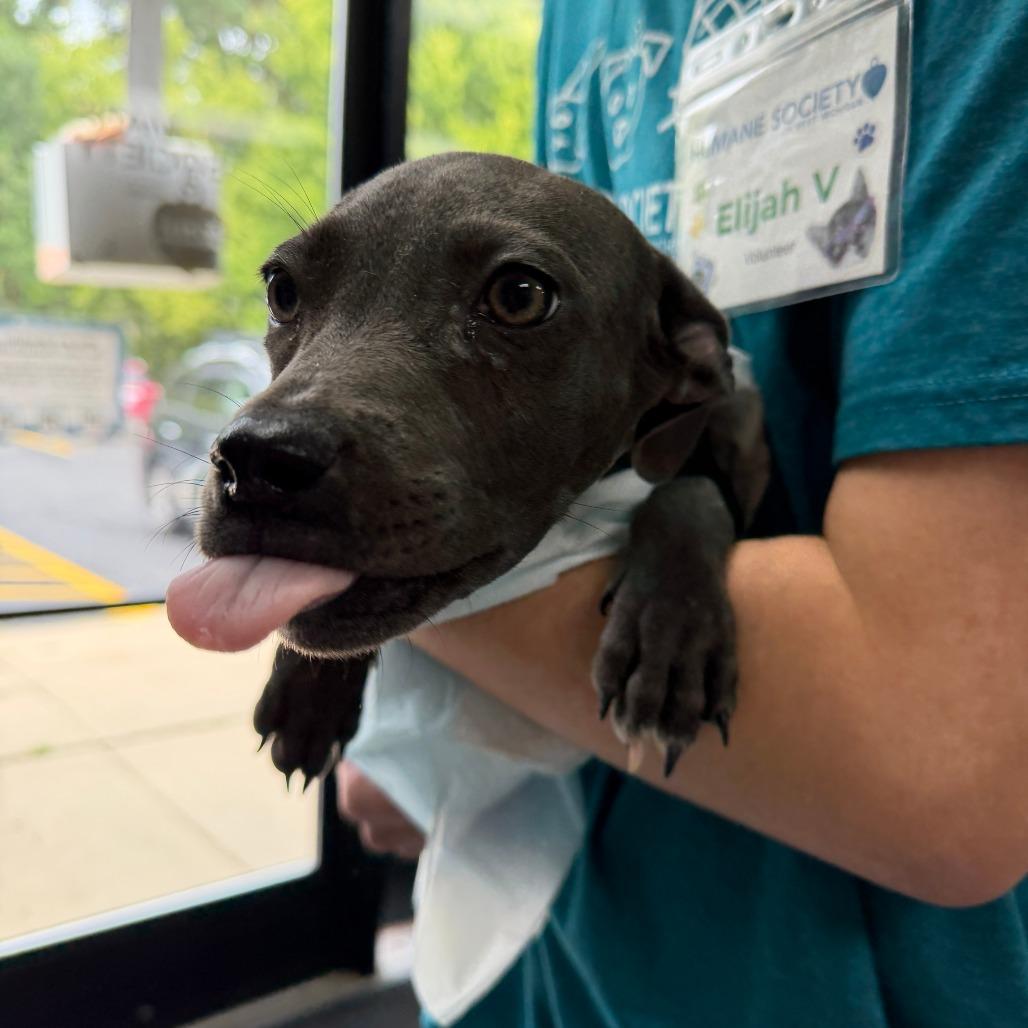 Foo, Adoptable, Puppy Female Mixed Breed.