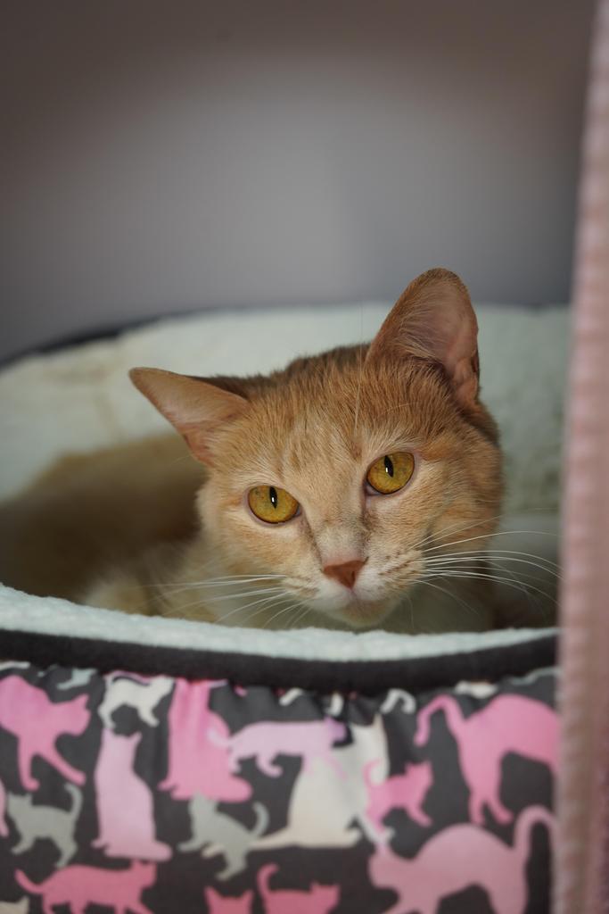 Beth, Adoptable, Adult Female Domestic Short Hair.