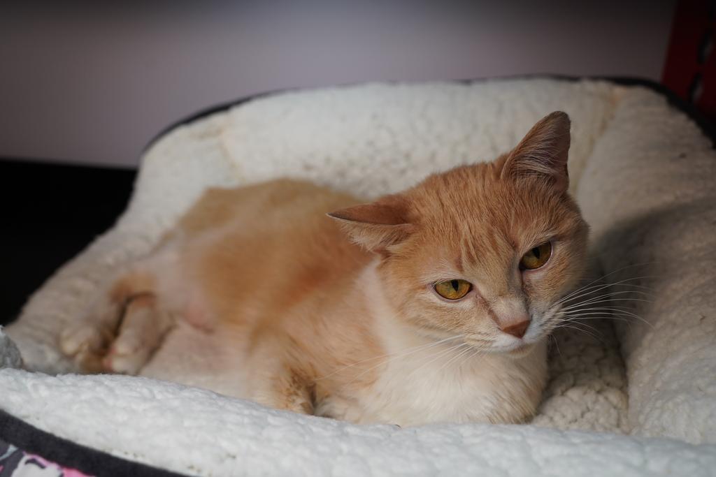 Enlarge Beth, a Adoptable mixed breed in Saint Paul, MN image 2/4
