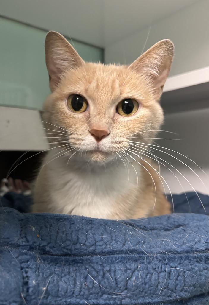 Enlarge Beth, a Adoptable mixed breed in Saint Paul, MN image 3/4