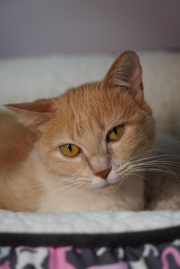 Enlarge Beth, a Adoptable mixed breed in Saint Paul, MN image 4/4