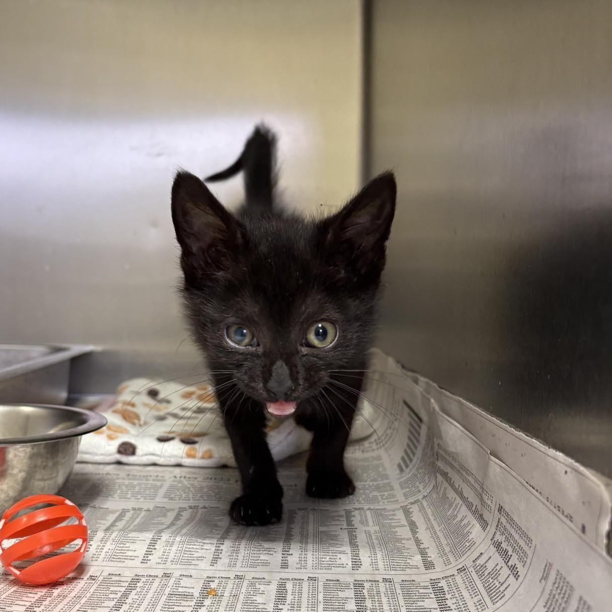 Saturn, Baby Male Domestic Short Hair