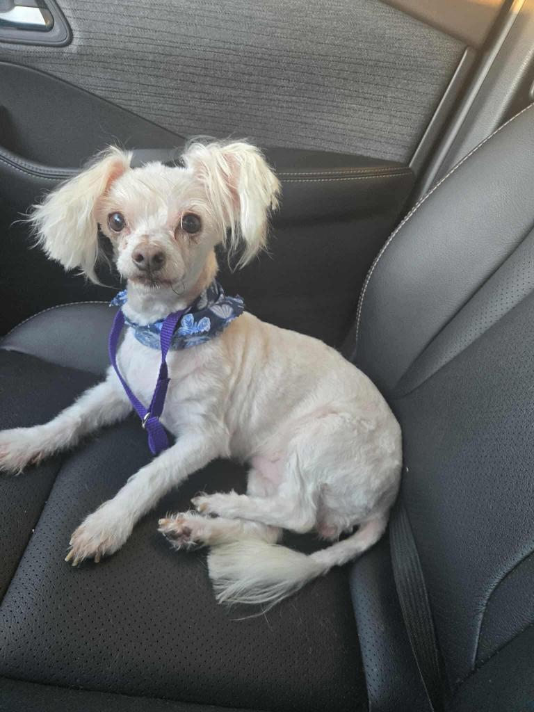 Enlarge Embers, a Adopted Pekingese in Ada, OK image 1/1