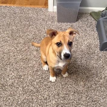 Enlarge Scrap, a Adoptable mixed breed in Kansas City, MO image 1/6