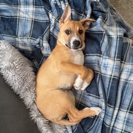 Enlarge Scrap, a Adoptable mixed breed in Kansas City, MO image 2/6