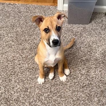 Enlarge Scrap, a Adoptable mixed breed in Kansas City, MO image 4/6