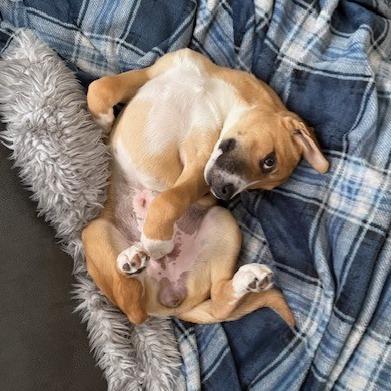 Enlarge Scrap, a Adoptable mixed breed in Kansas City, MO image 5/6