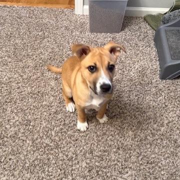 Enlarge Scrap, a Adoptable mixed breed in Kansas City, MO image 6/6