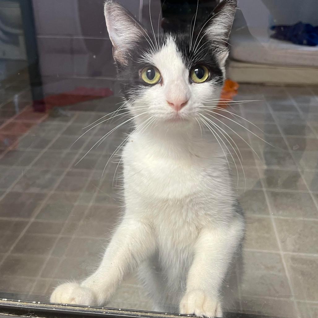 Venus, Adoptable, Young Female Domestic Short Hair.