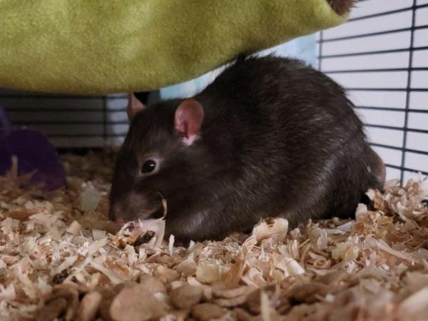 Enlarge Charlie & George, a ADOPTABLE Rat in Auburn, ME image 3/3