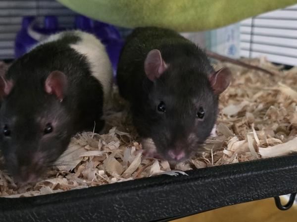 Enlarge Charlie & George, a ADOPTABLE Rat in Auburn, ME image 1/3
