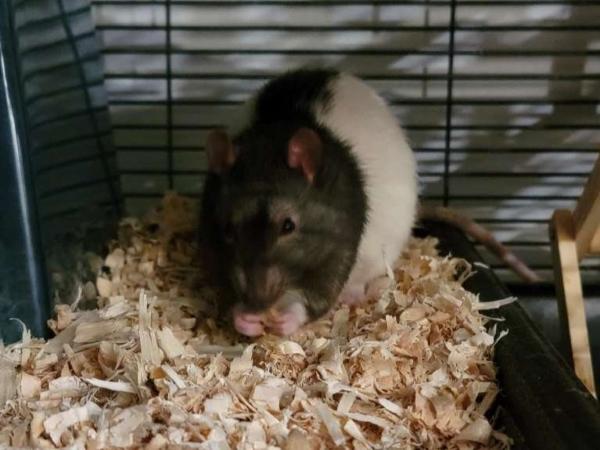 Enlarge Charlie & George, a ADOPTABLE Rat in Auburn, ME image 2/3