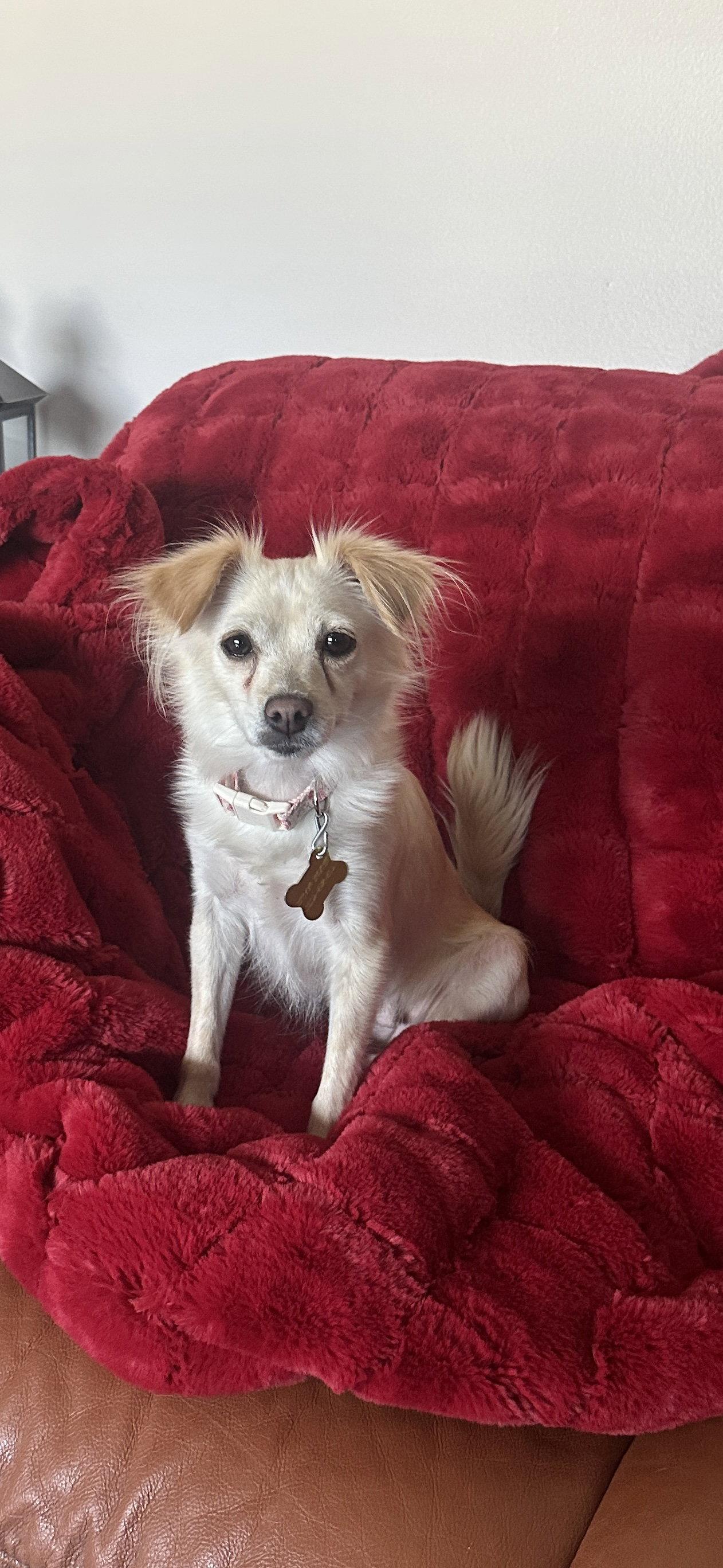 Belle Bella, Adopted, Adult Female Terrier.