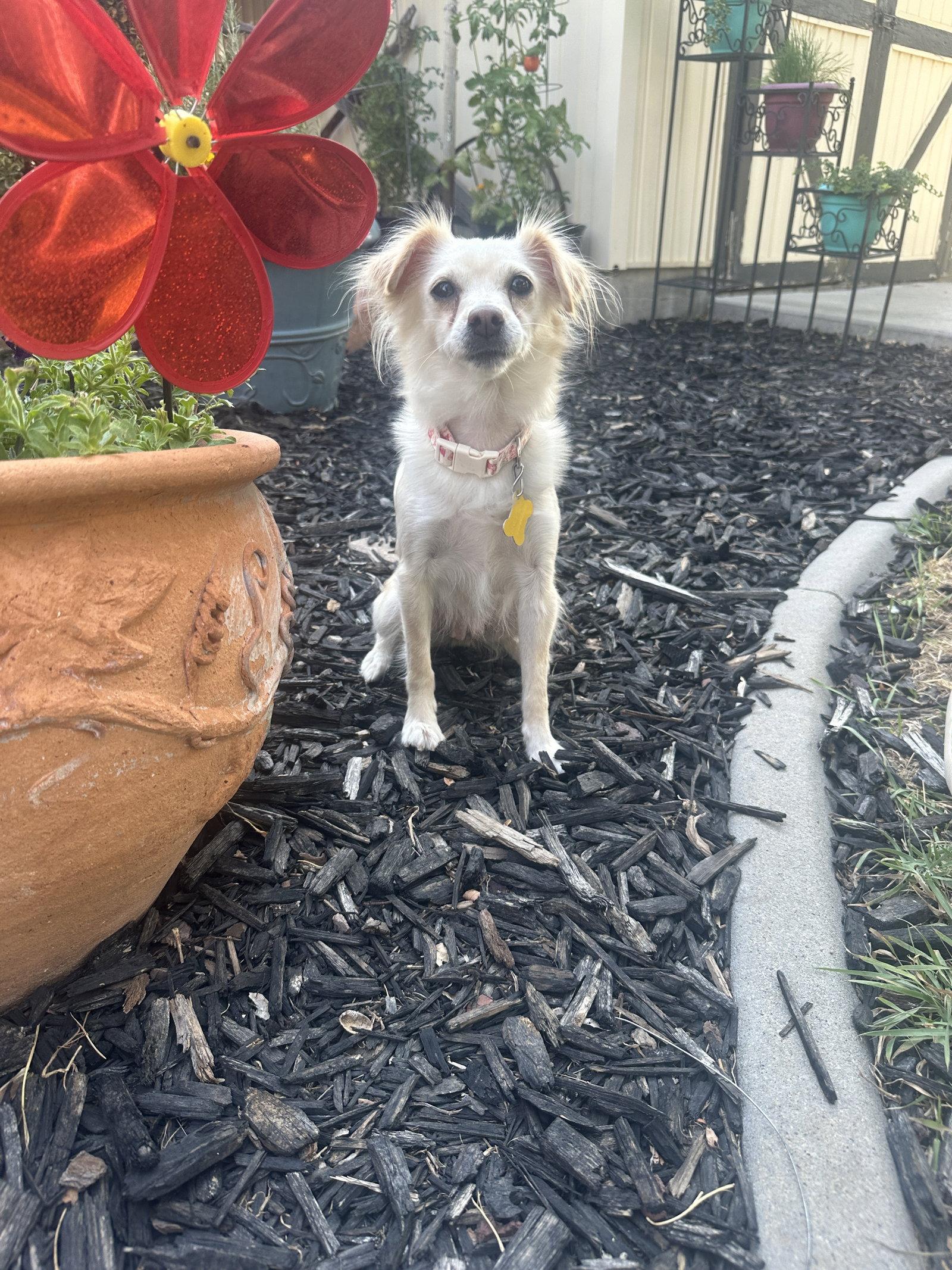 Enlarge Belle Bella, a Adopted Terrier in Salt Lake City, UT image 2/3