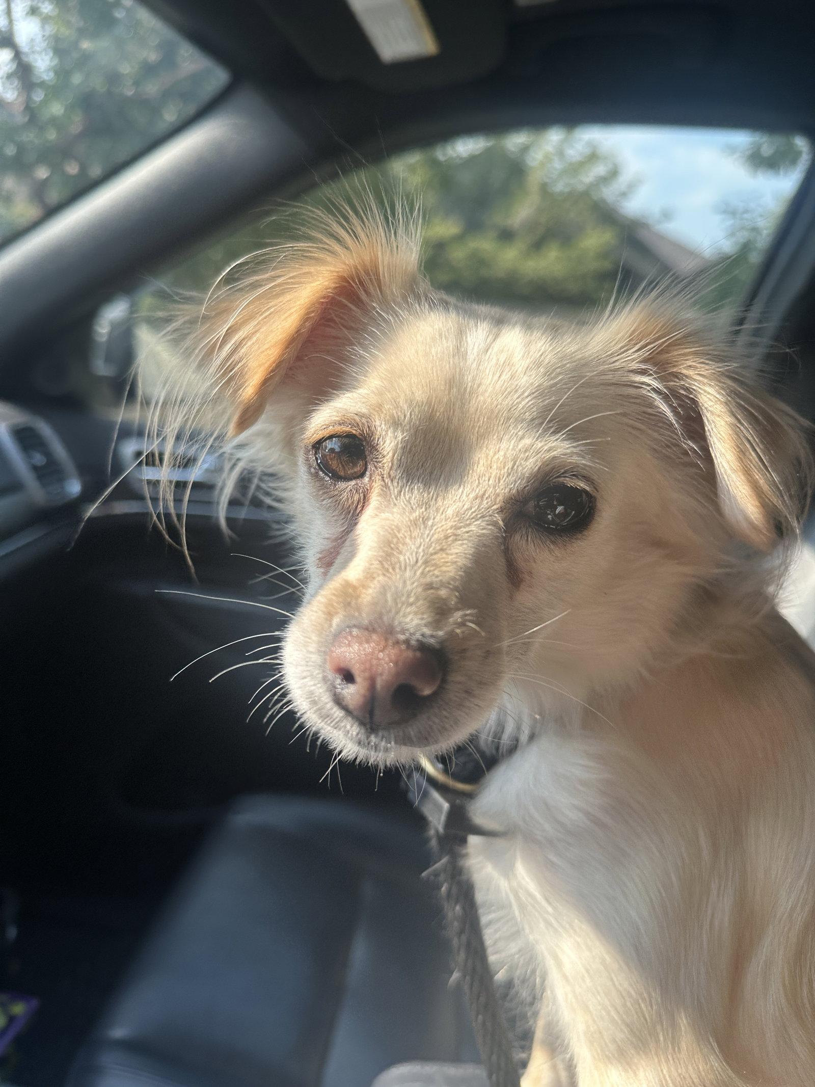 Enlarge Belle Bella, a Adopted Terrier in Salt Lake City, UT image 3/3