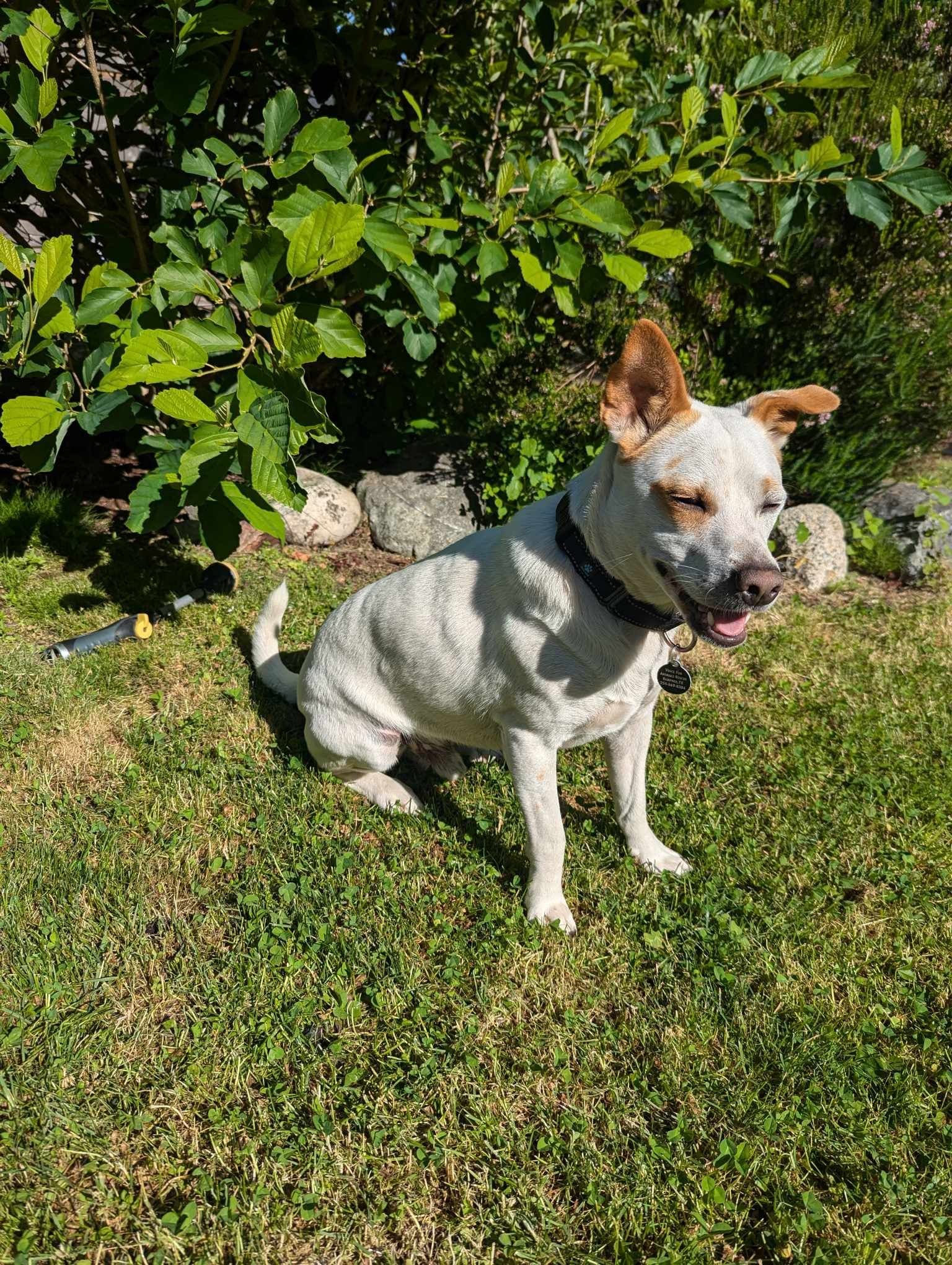 Pistachio, a Adoptable Terrier in Kempner, TX image 3/6