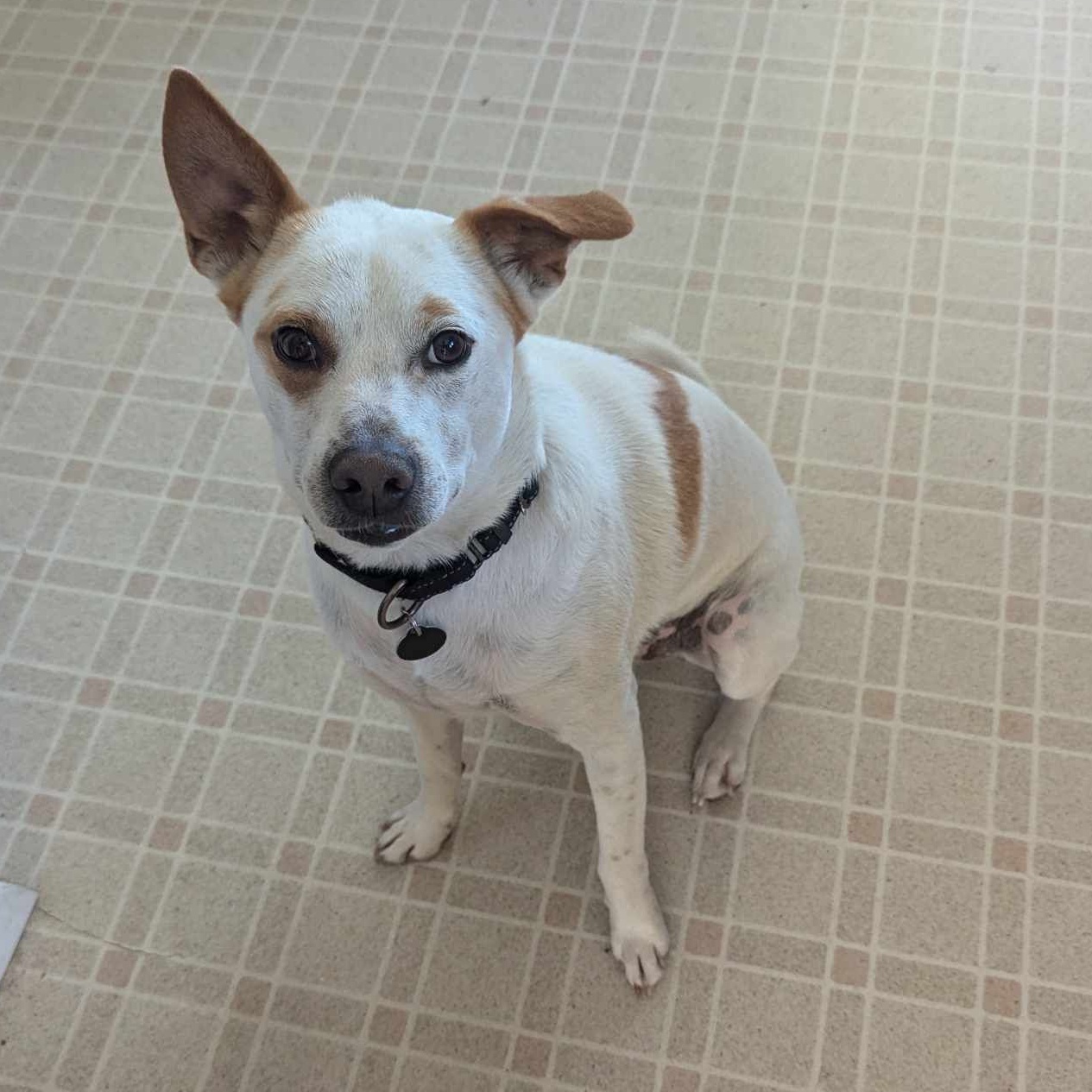 Pistachio, a Adoptable Terrier in Kempner, TX image 2/6