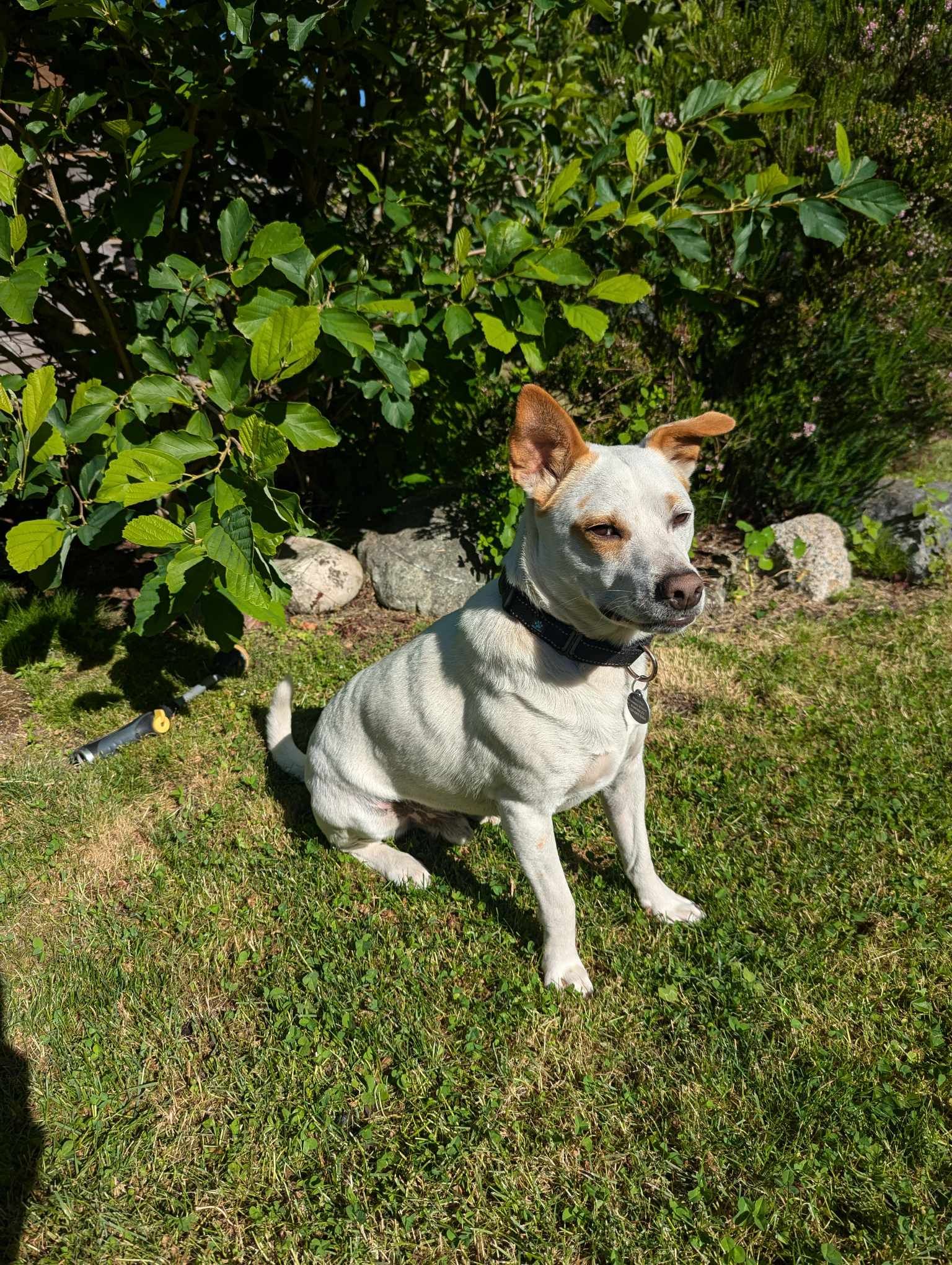 Pistachio, a Adoptable Terrier in Kempner, TX image 4/6