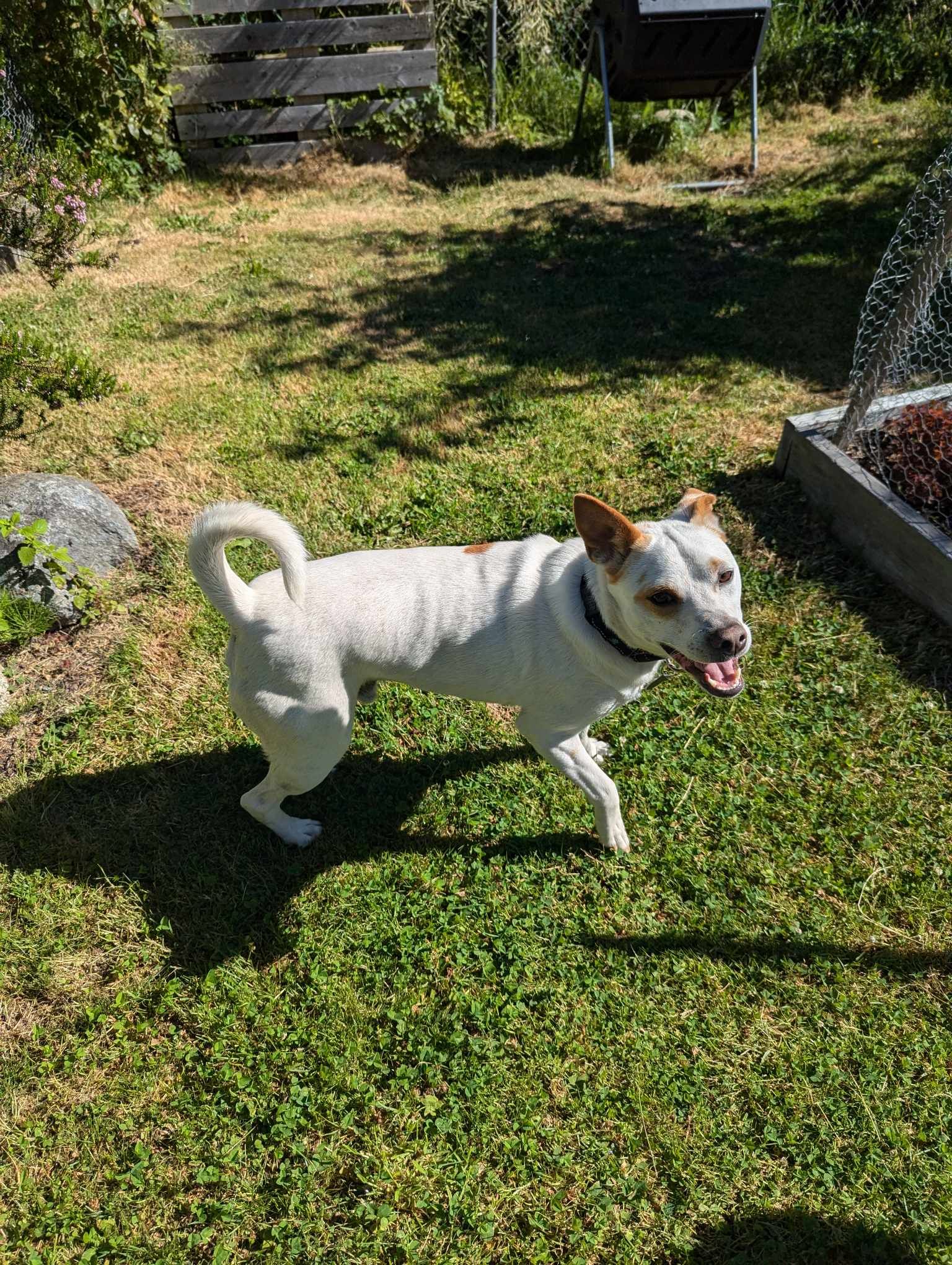 Pistachio, a Adoptable Terrier in Kempner, TX image 1/6