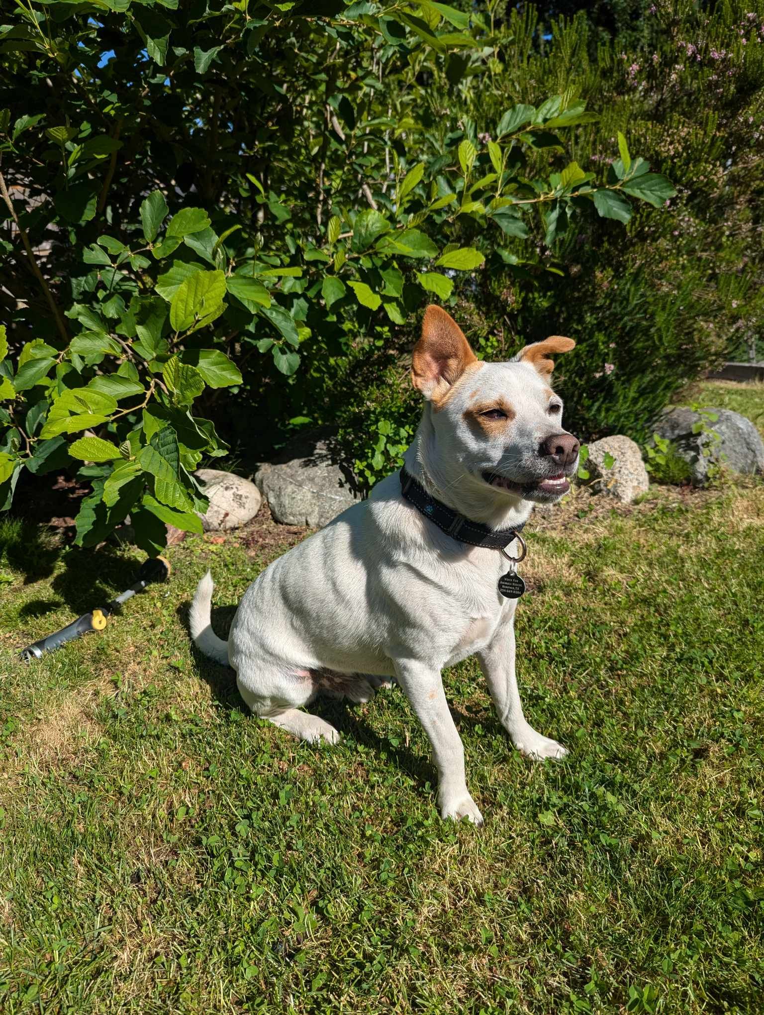 Pistachio, a Adoptable Terrier in Kempner, TX image 5/6