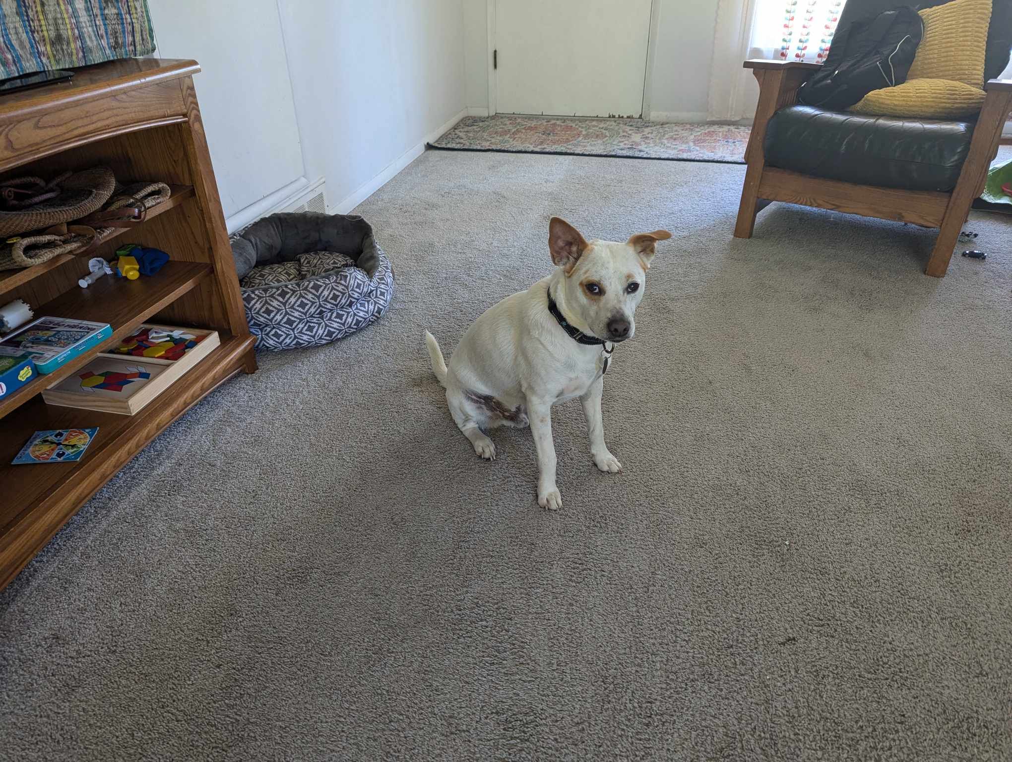 Pistachio, a Adoptable Terrier in Kempner, TX image 6/6