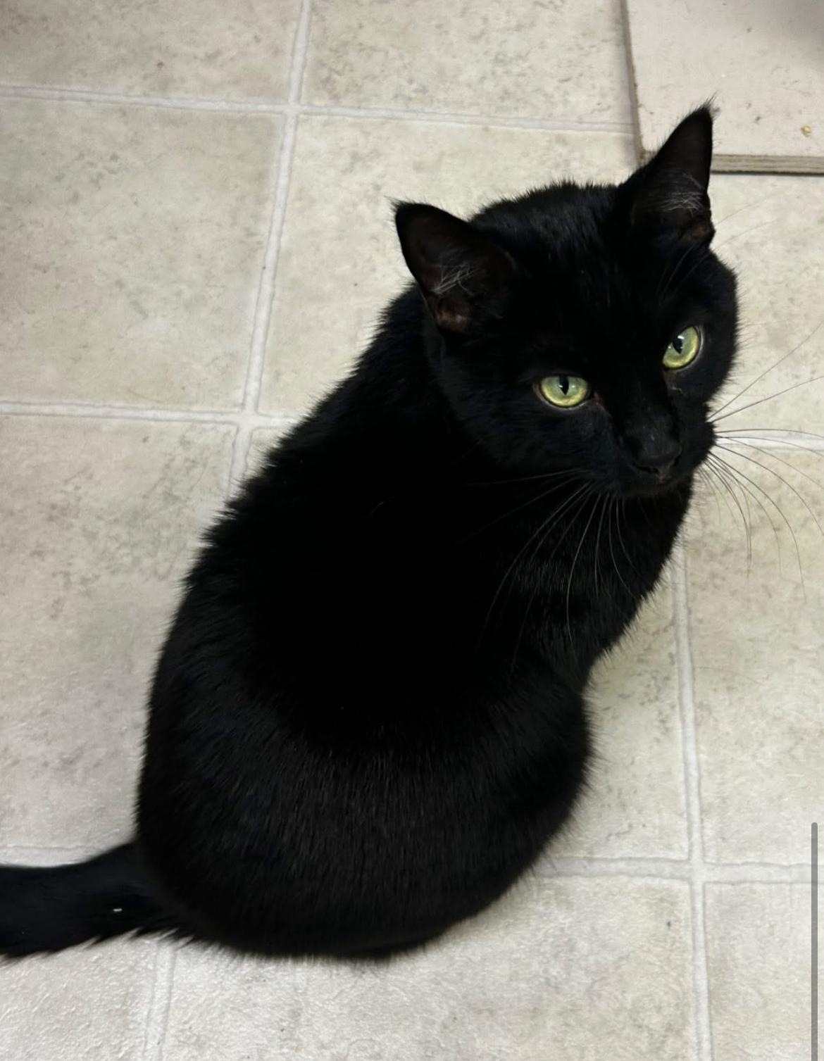 Cat available for adoption - None