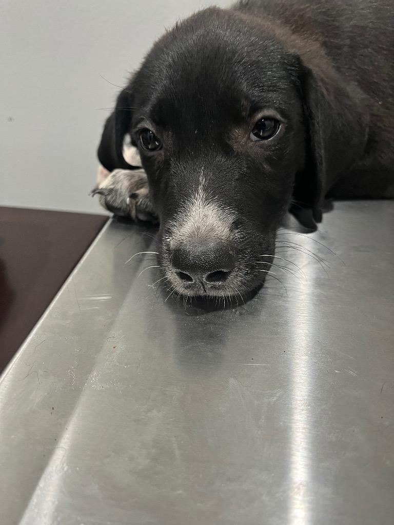 Slash, Adoptable, Puppy Male Labrador Retriever.