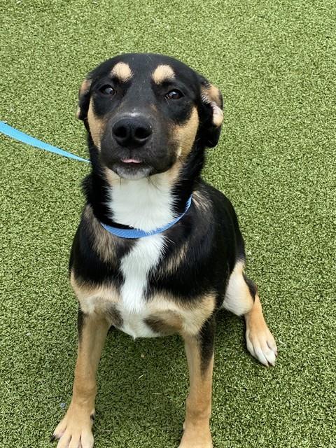 RAINER, Adoptable, Young Male German Shepherd Dog & Mixed Breed.