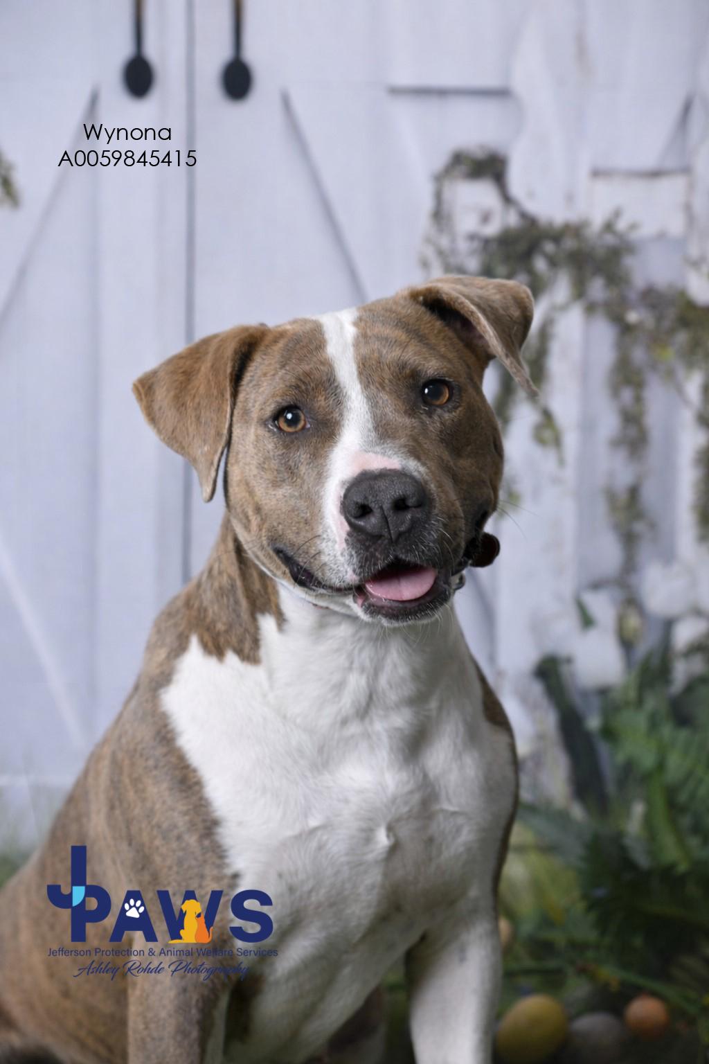 Wynona 59845415, ADOPTABLE, Adult Female Mixed Breed.