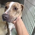 Enlarge Wynona 59845415, a ADOPTABLE mixed breed in Harvey , LA image 1/1