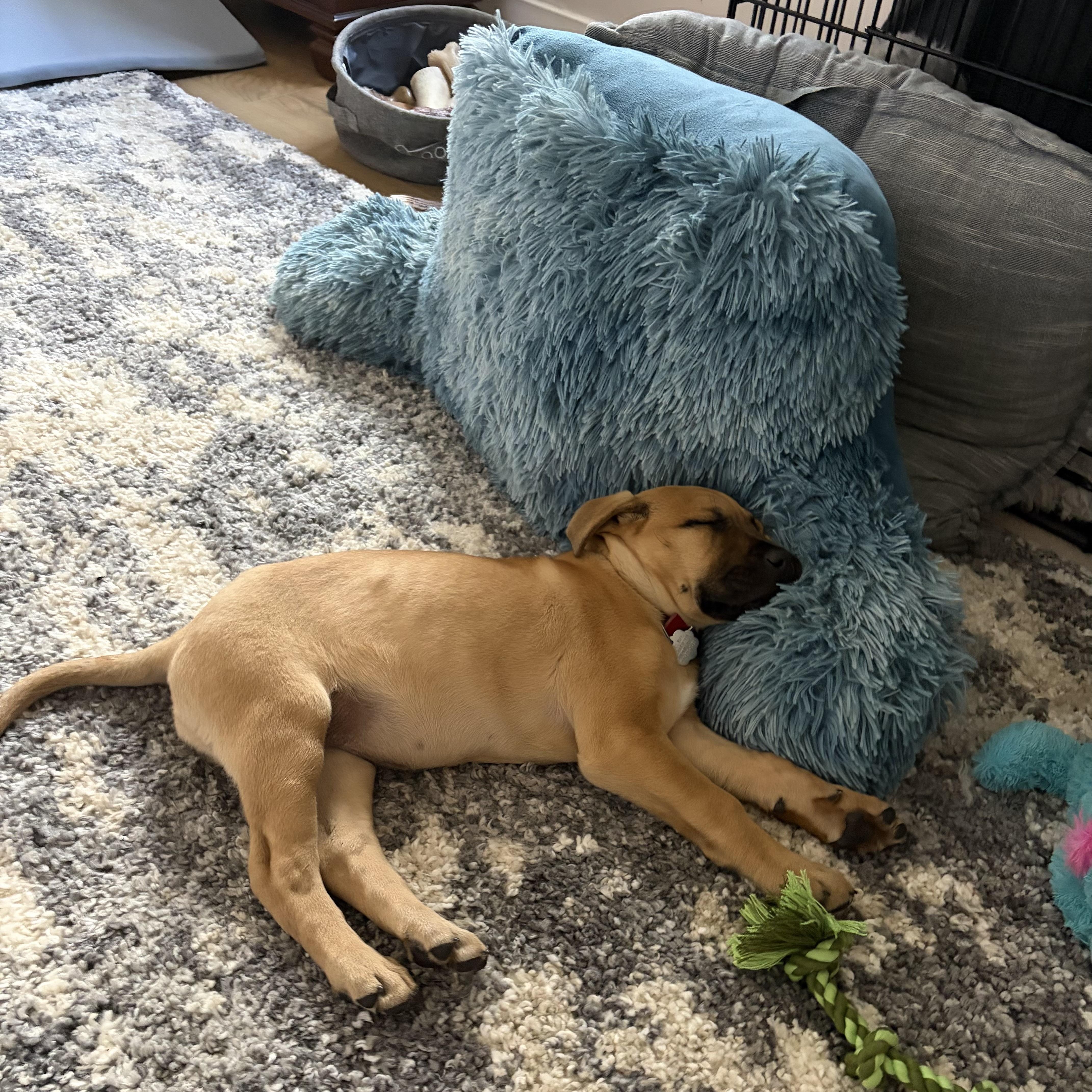 Enlarge Midge, a Adoptable mixed breed in Oxford, MI image 5/6