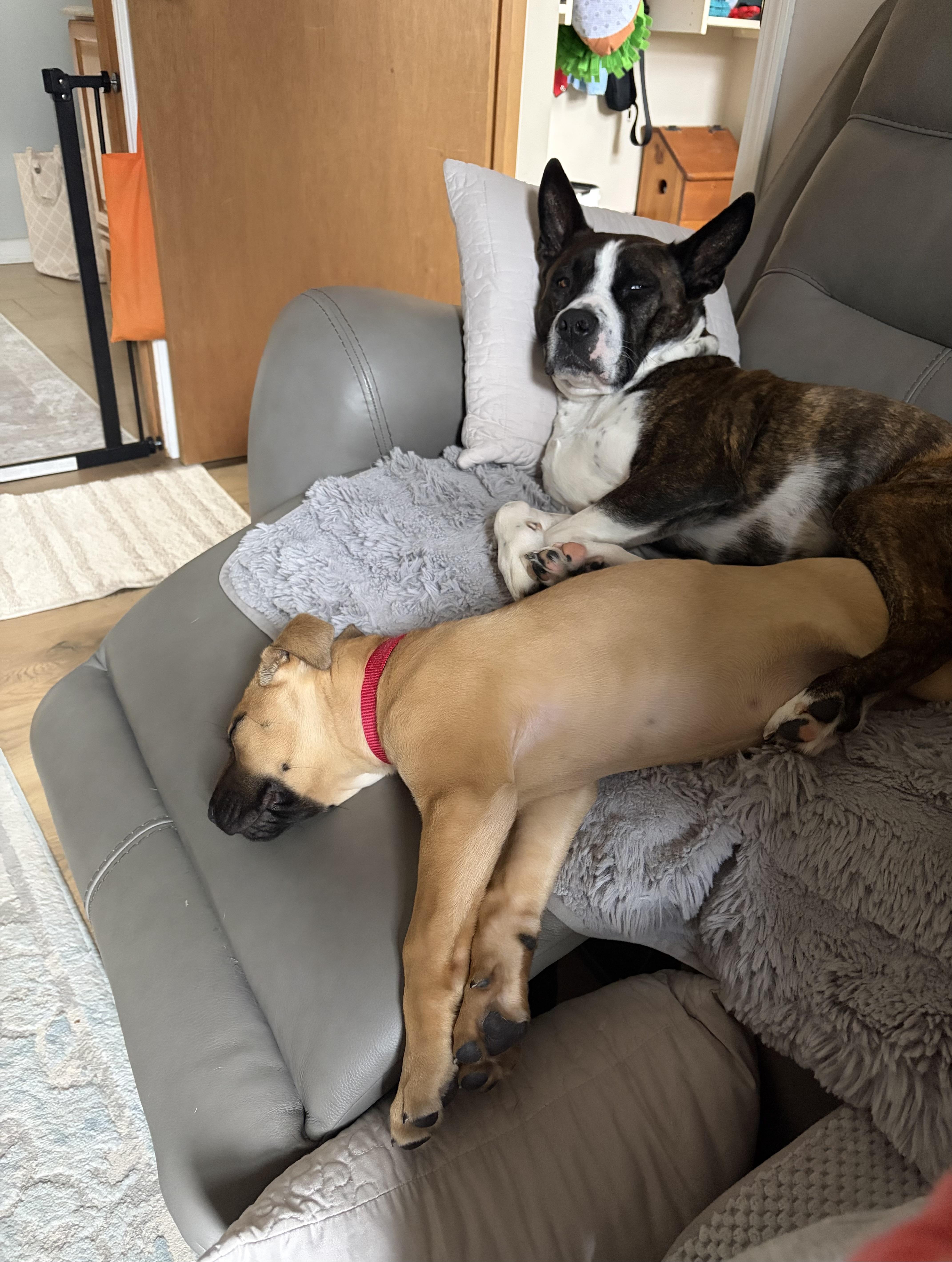 Enlarge Midge, a Adoptable mixed breed in Oxford, MI image 4/6