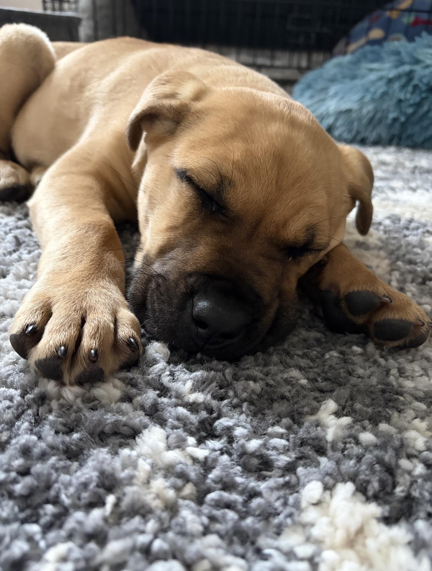 Enlarge Midge, a Adoptable mixed breed in Oxford, MI image 3/6