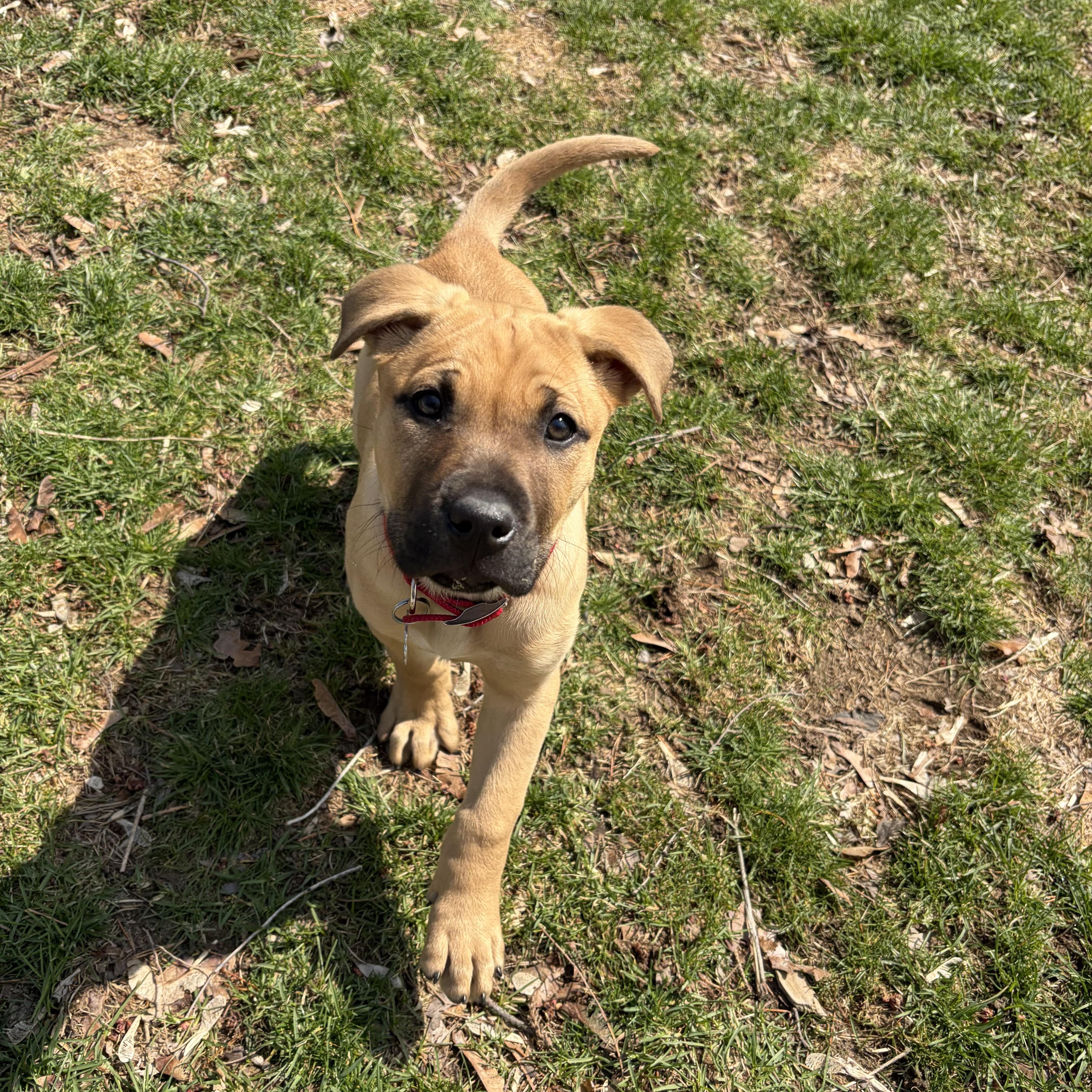 Enlarge Midge, a Adoptable mixed breed in Oxford, MI image 2/6