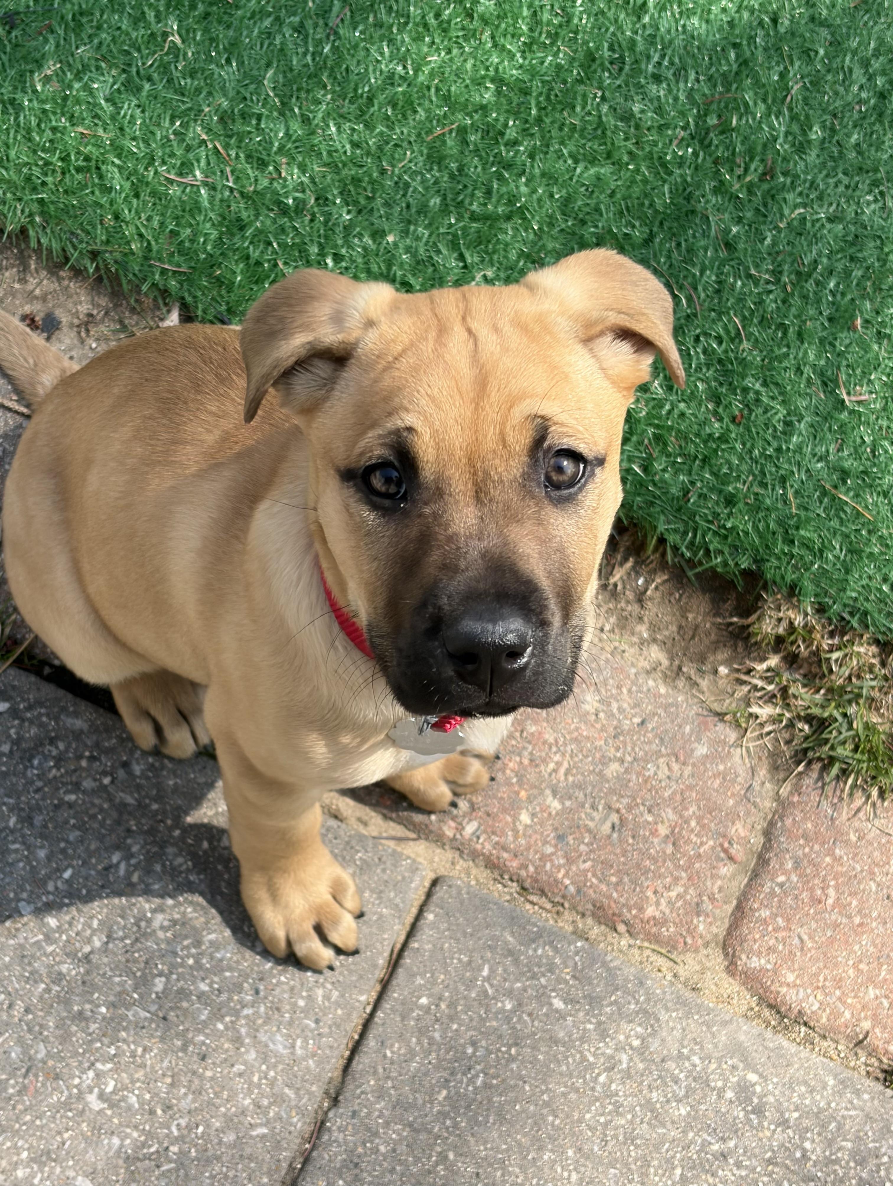 Enlarge Midge, a Adoptable mixed breed in Oxford, MI image 1/6