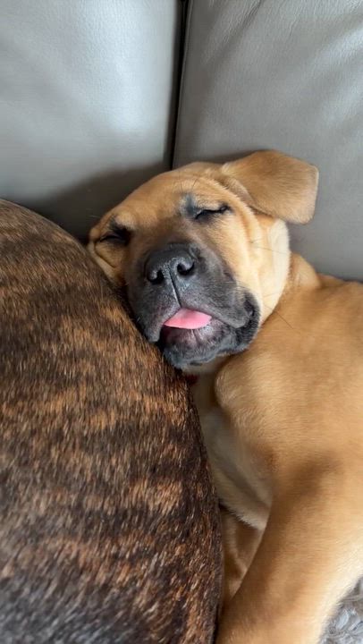 Enlarge Midge, a Adoptable mixed breed in Oxford, MI video 6/6