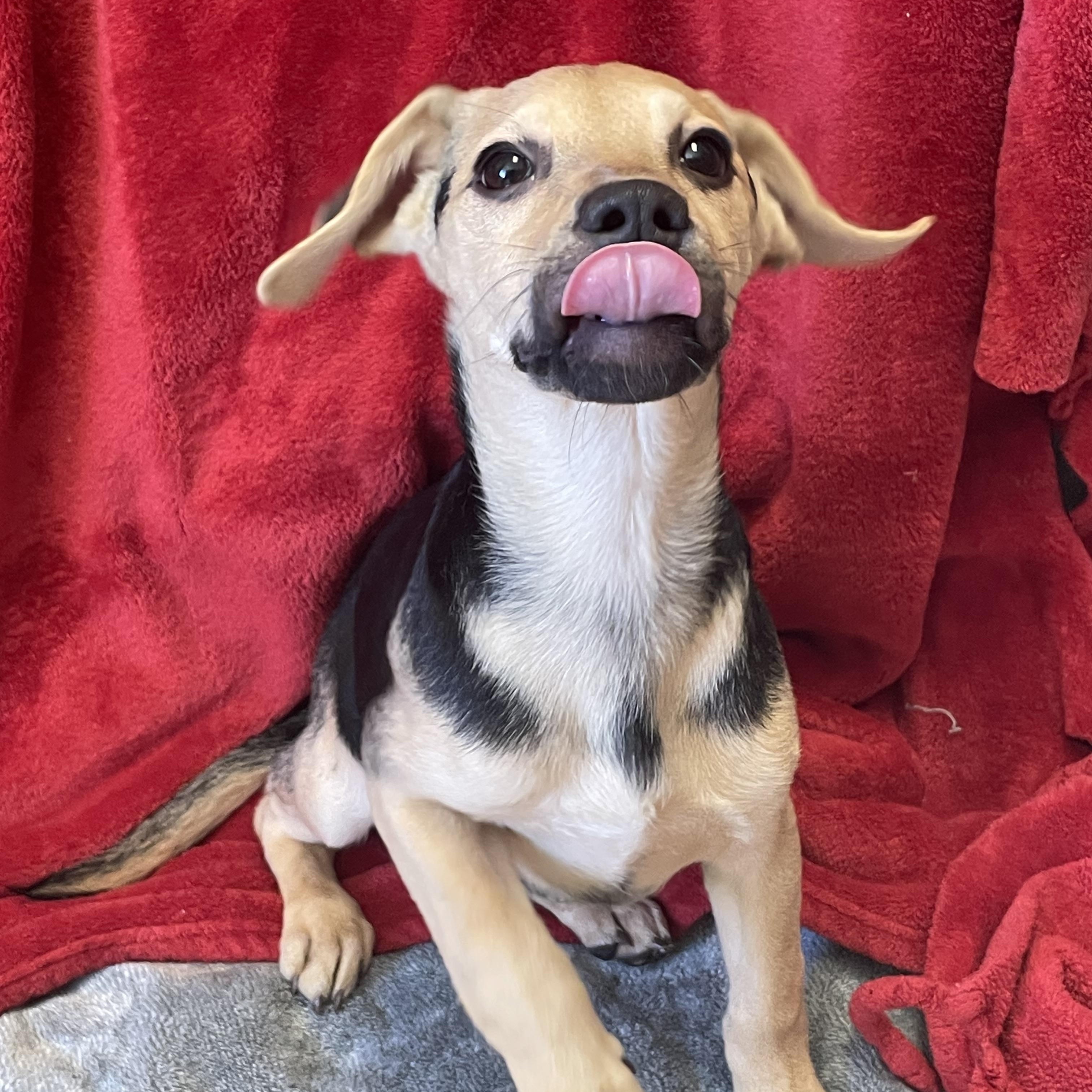 Happy, Adopted, Puppy Female Mixed Breed.