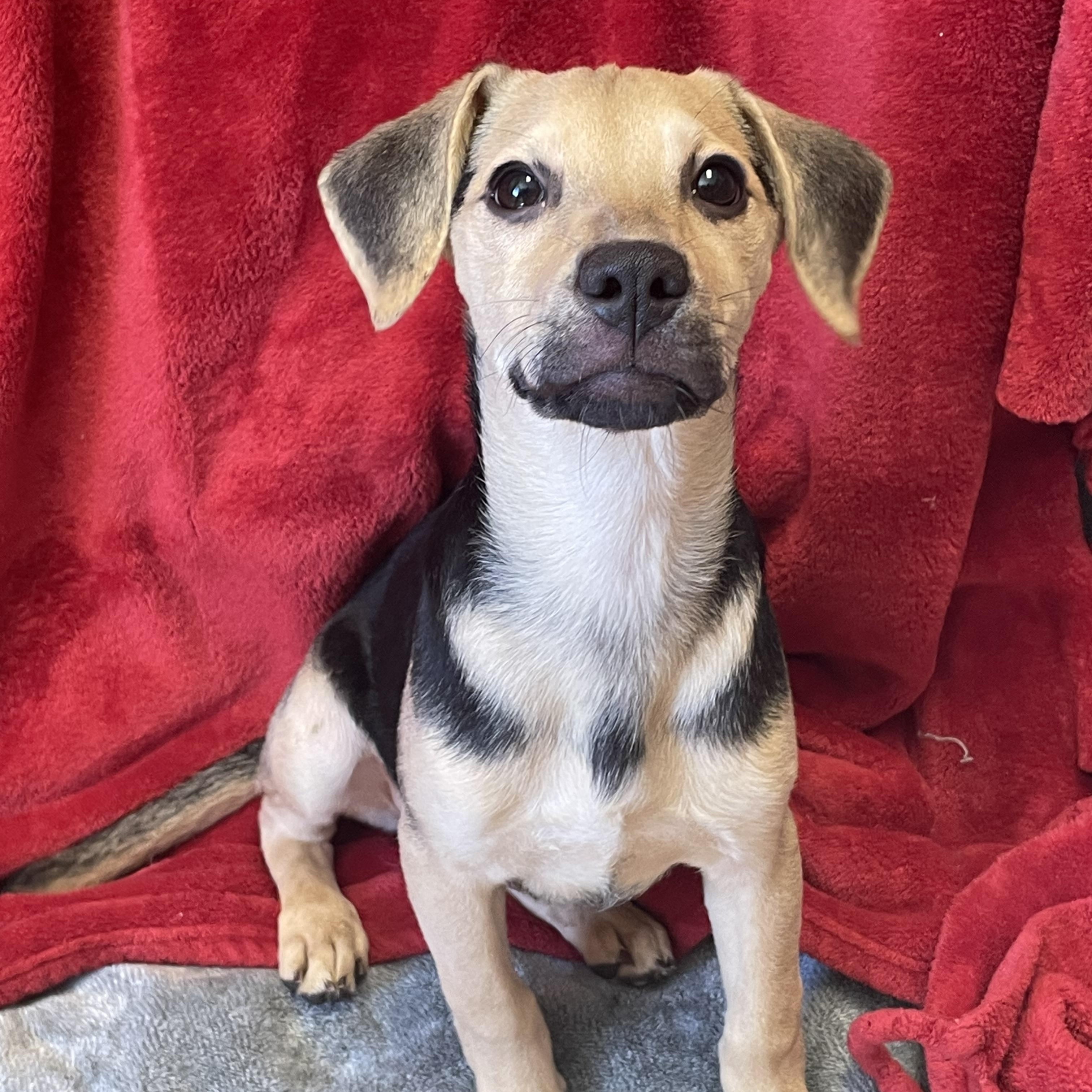 Enlarge Happy, a Adopted Mixed Breed in Lacon, IL image 4/5