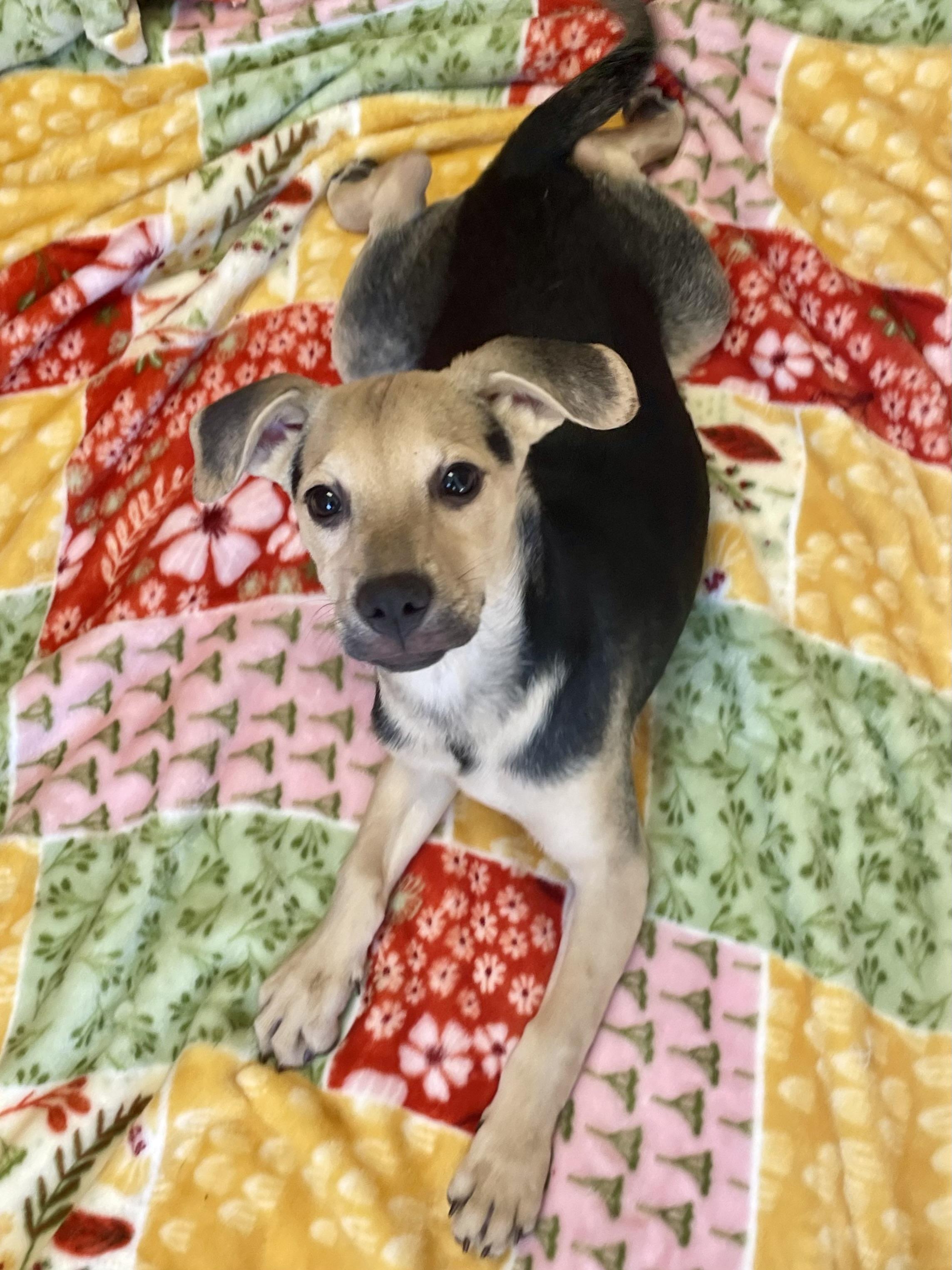 Enlarge Happy, a Adopted Mixed Breed in Lacon, IL image 5/5