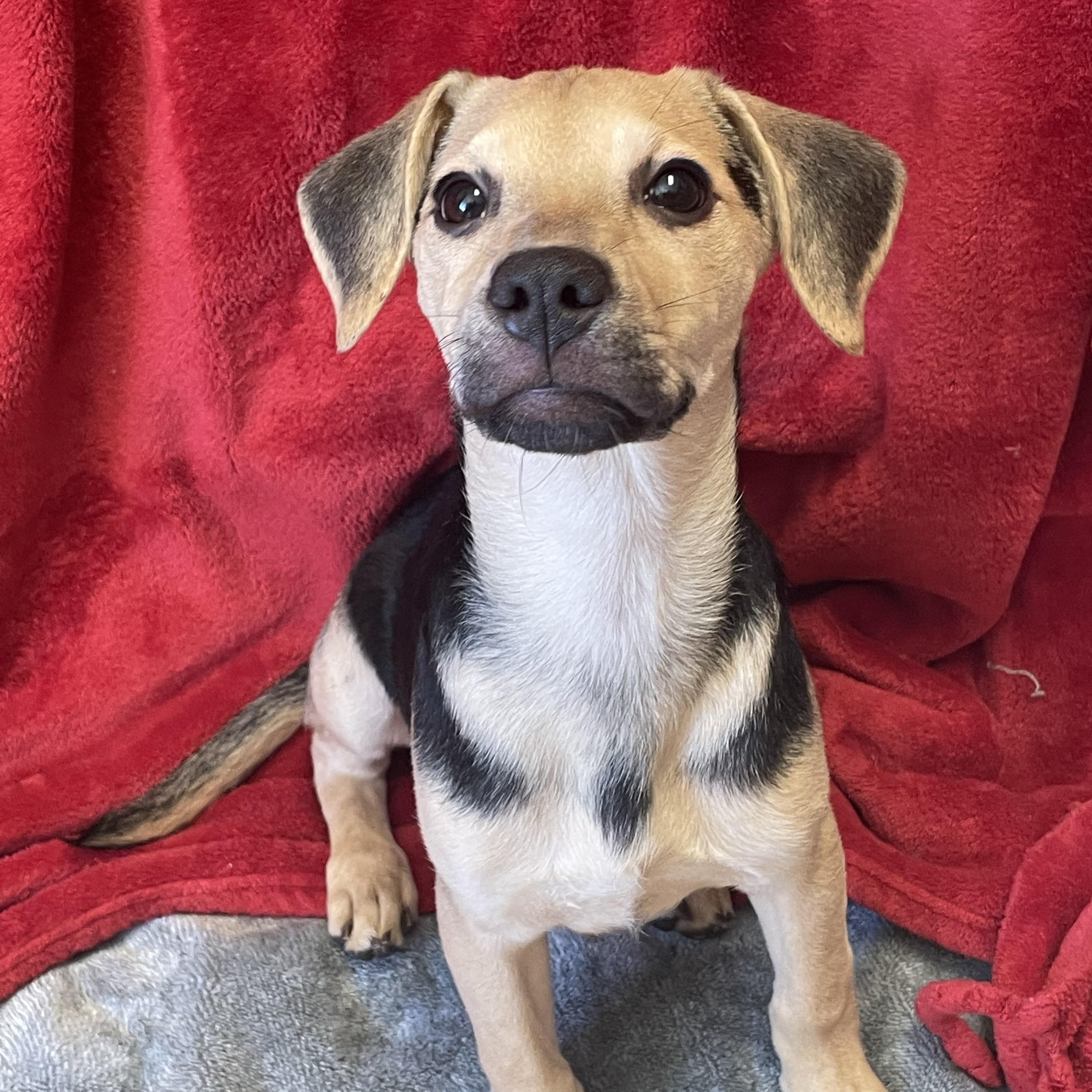 Enlarge Happy, a Adopted Mixed Breed in Lacon, IL image 3/5