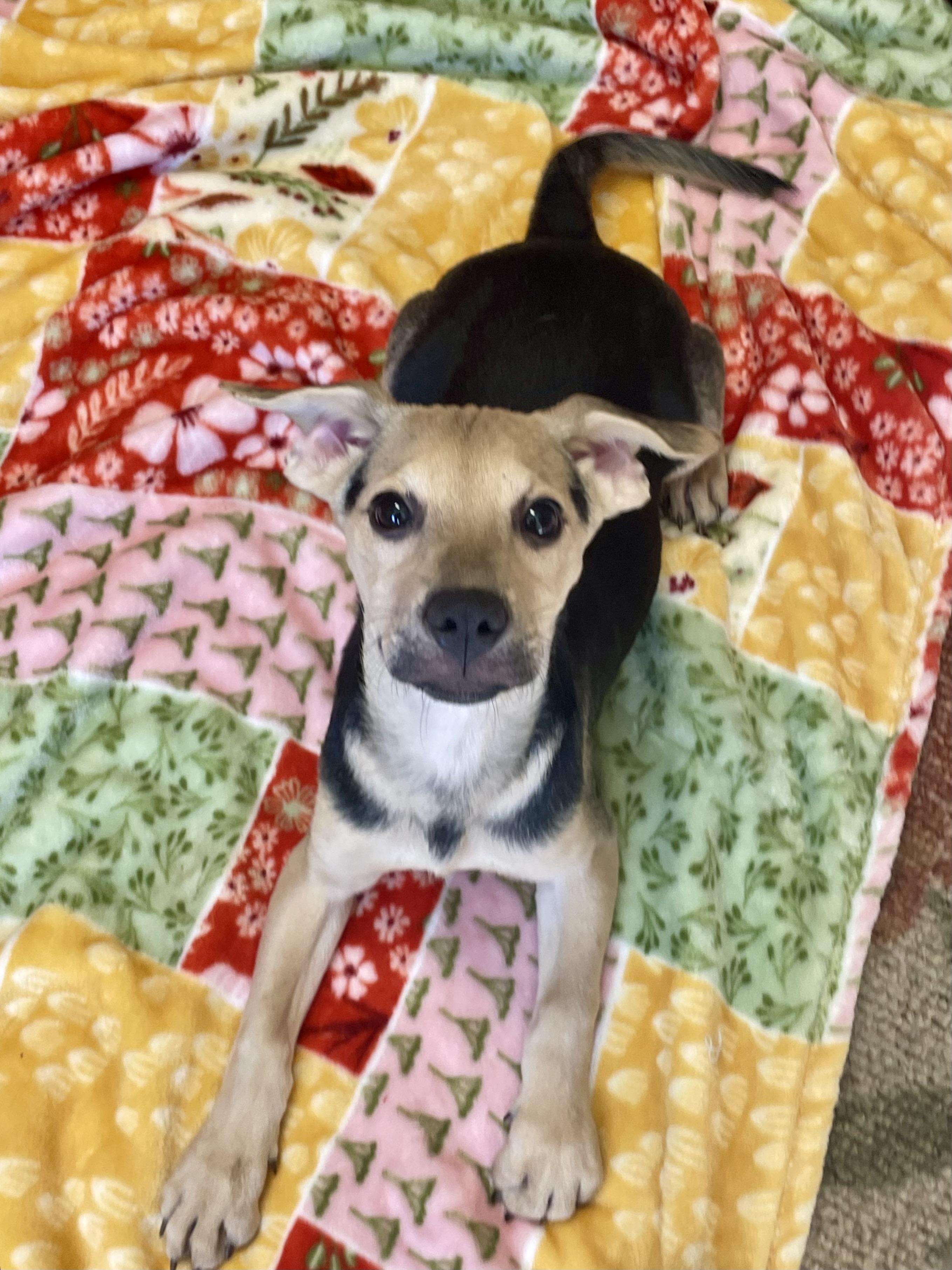 Enlarge Happy, a Adopted Mixed Breed in Lacon, IL image 2/5
