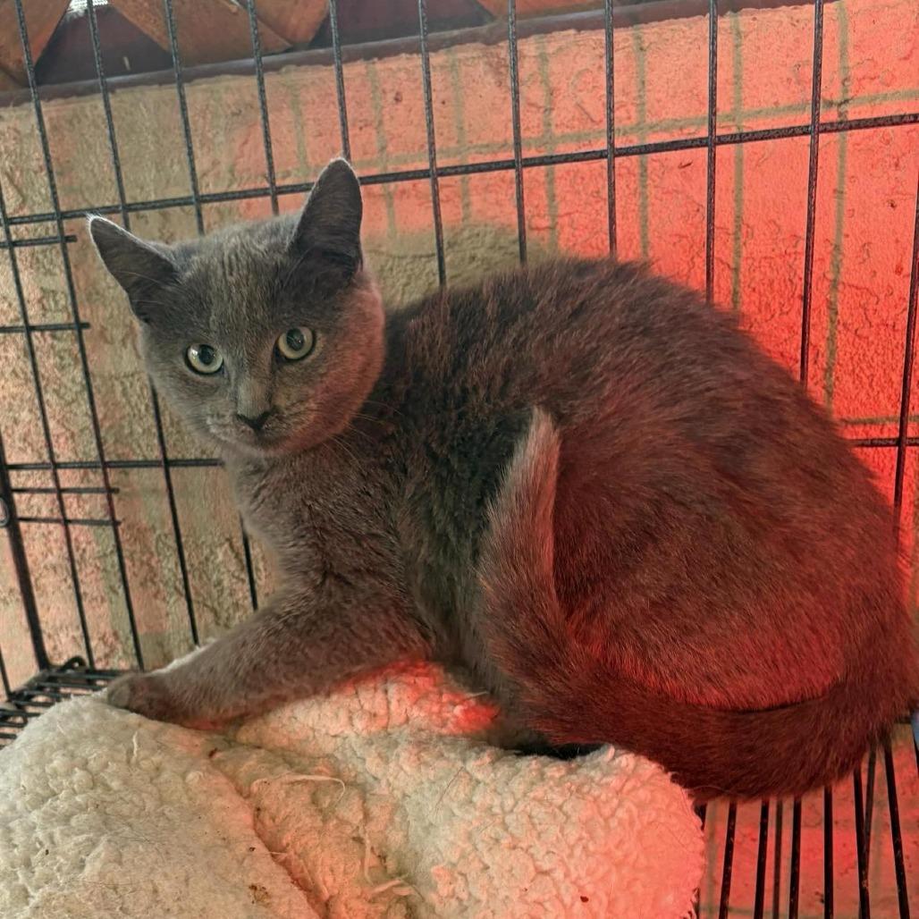 Enlarge Azure, a Adoptable Domestic Short Hair in Las Cruces, NM image 1/2