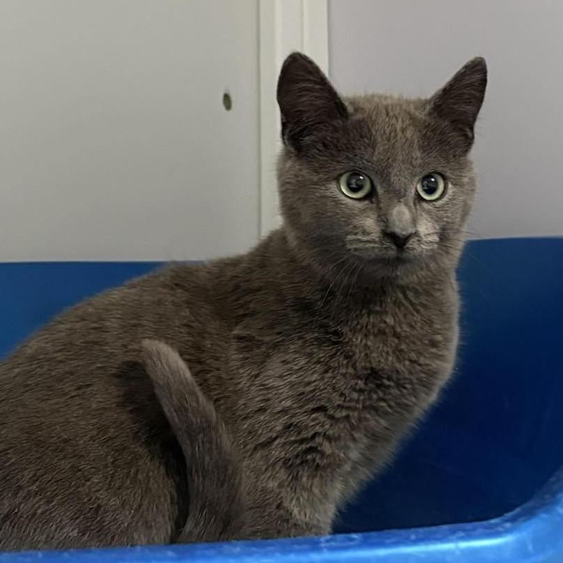 Enlarge Azure, a Adoptable Domestic Short Hair in Las Cruces, NM image 2/2